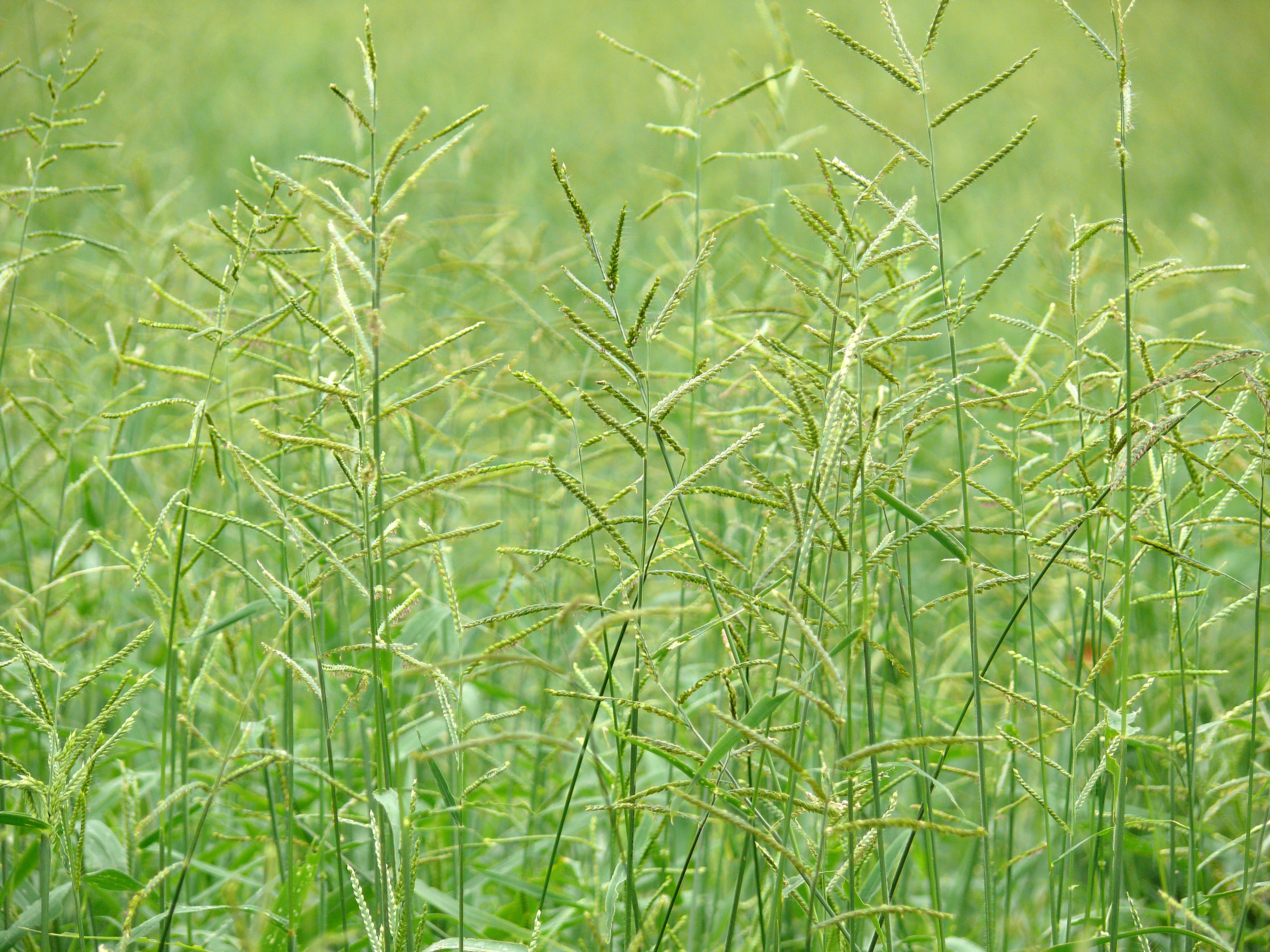 Grass (6046221990).jpg