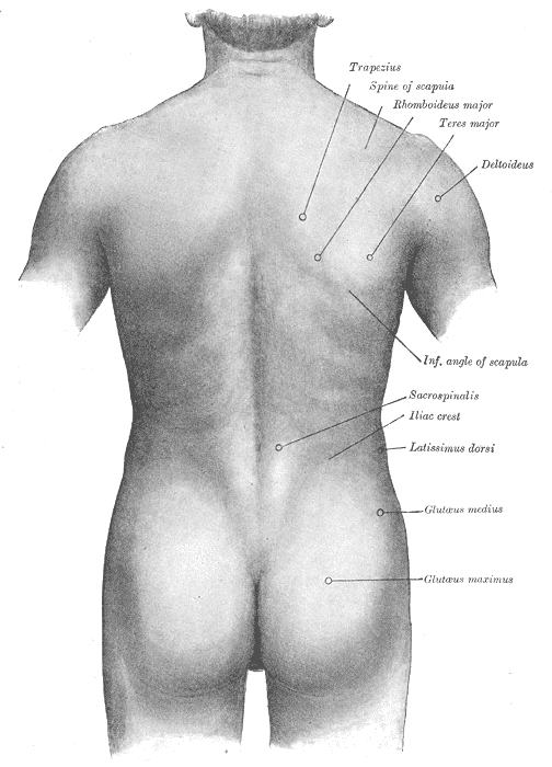 Anatomía posterior de la columna vertebral: MedlinePlus