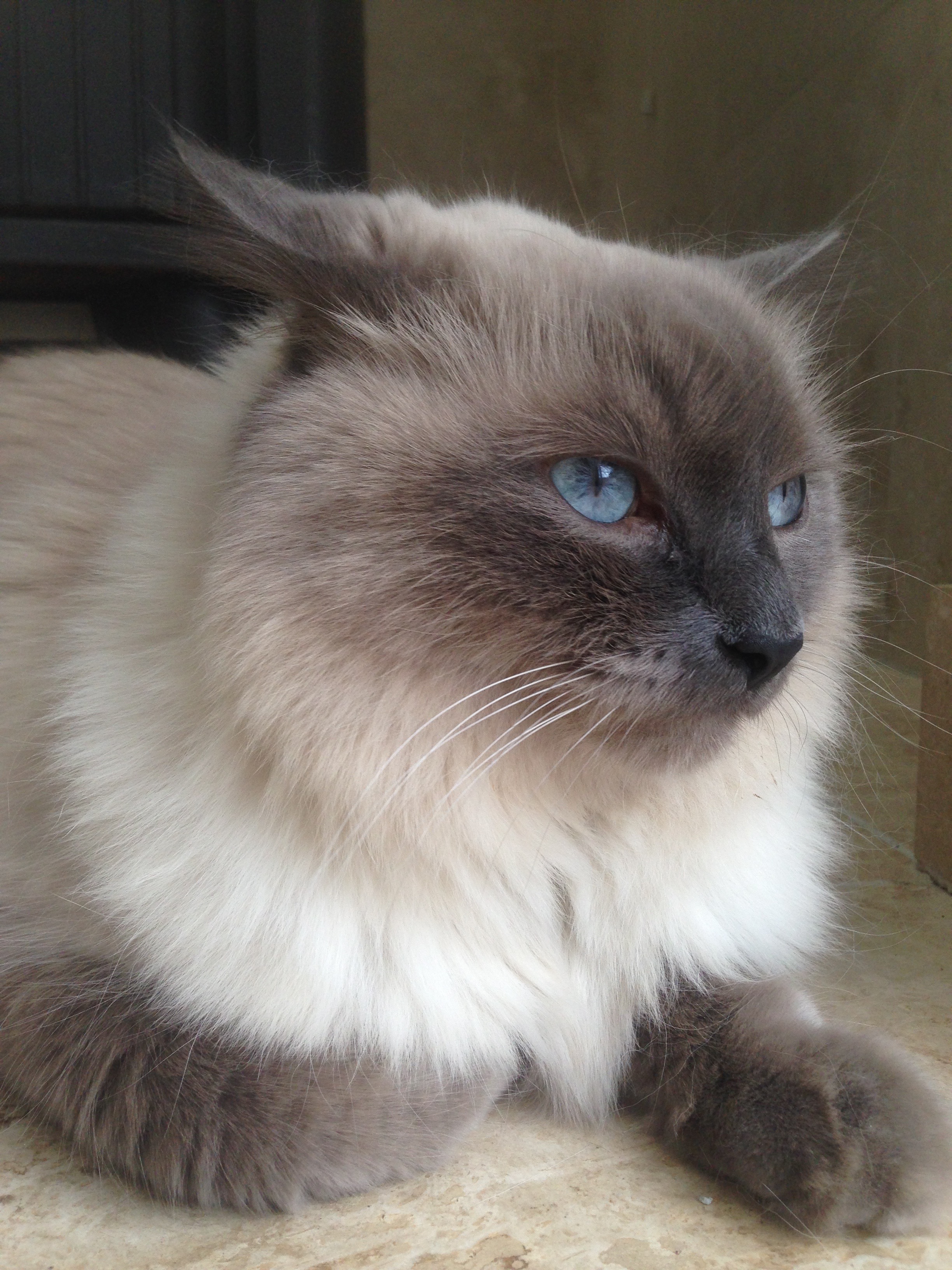 File Himalayan Male Cat 5 Years Old Lilac Point Jpg Wikimedia Commons