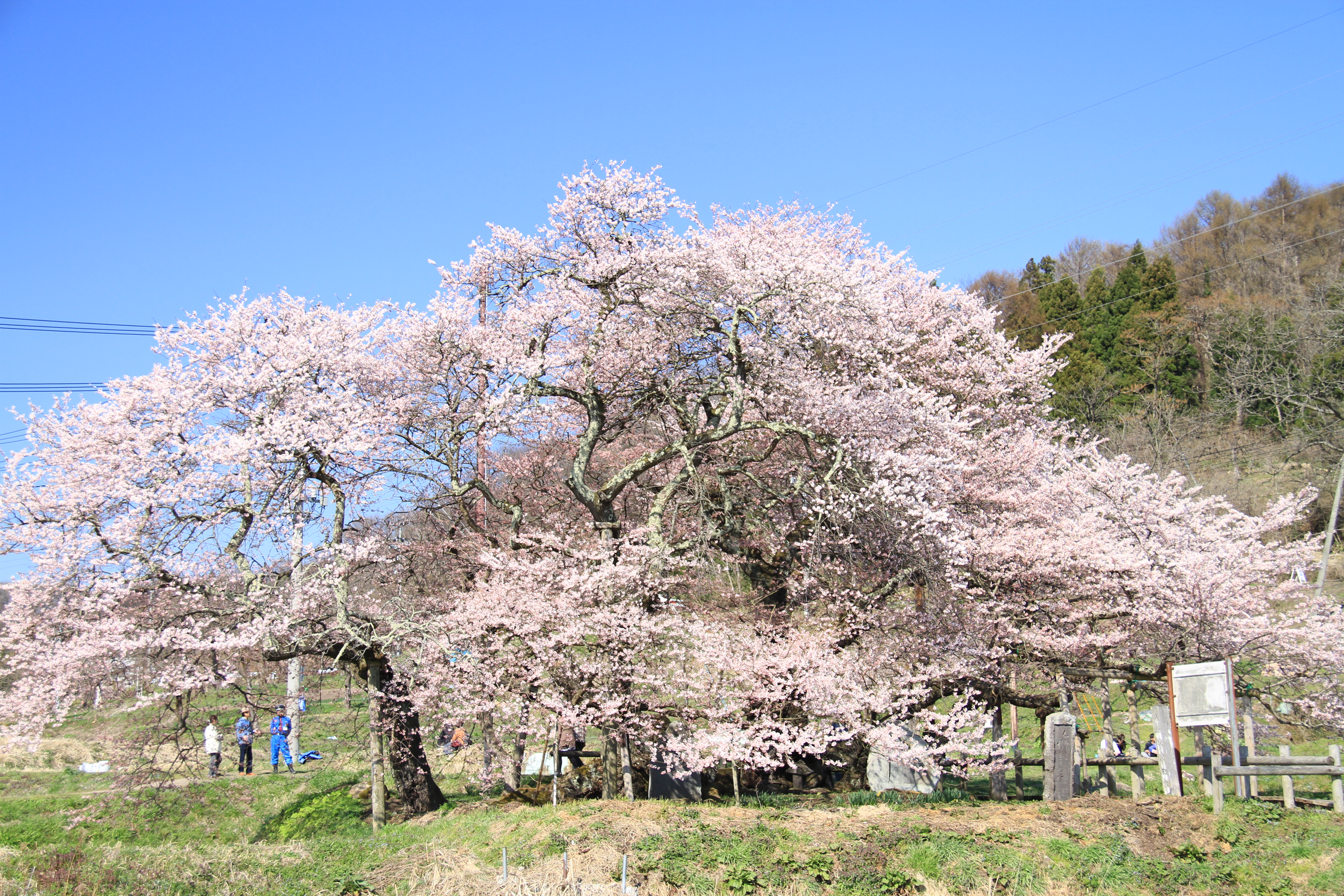 会津五桜 Wikipedia