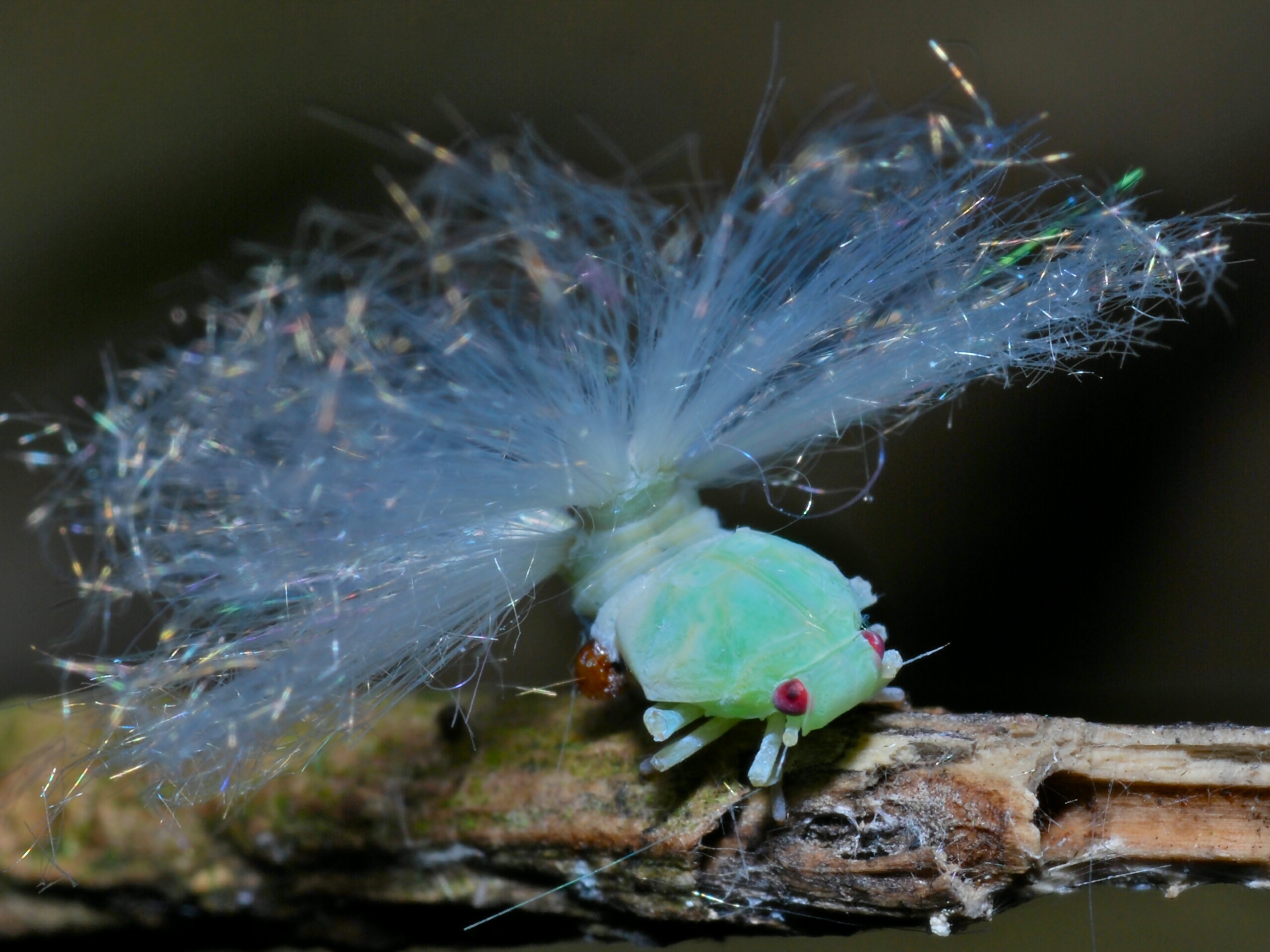 Интересные насекомые. Гусеница цикады. Leafhopper nymph. Необычные насекомые. Редкие насекомые.