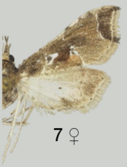 File:Leucinodes laisalis female grey form.jpg
