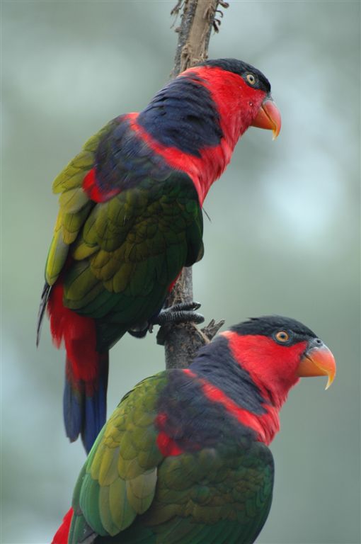 Lorius lory -two on a branch.jpg