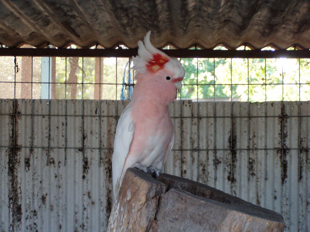 File Major Mitchell Cockatoo Jpg Wikimedia Commons