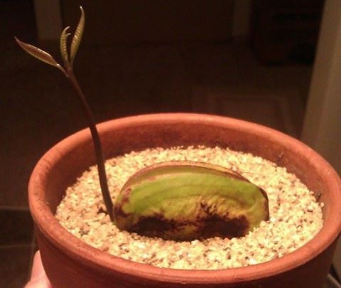 File:Mango seedling two weeks old.jpg