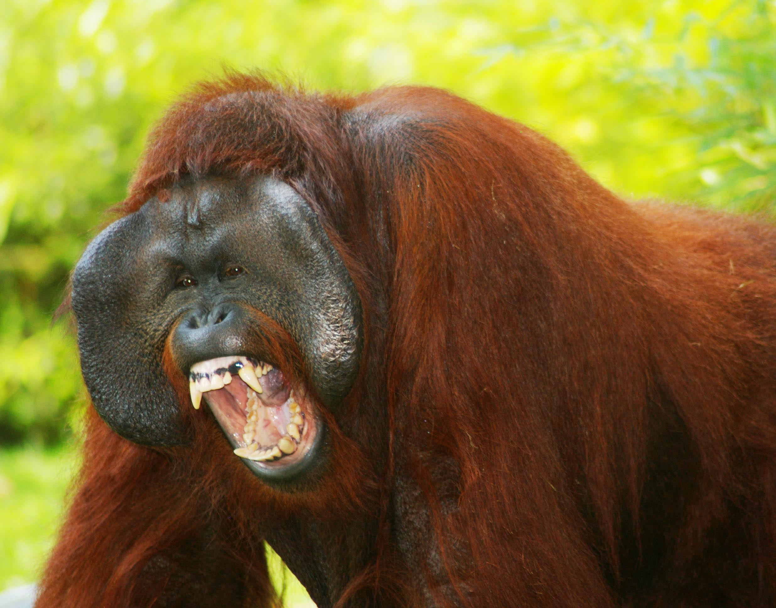 mad orangutan