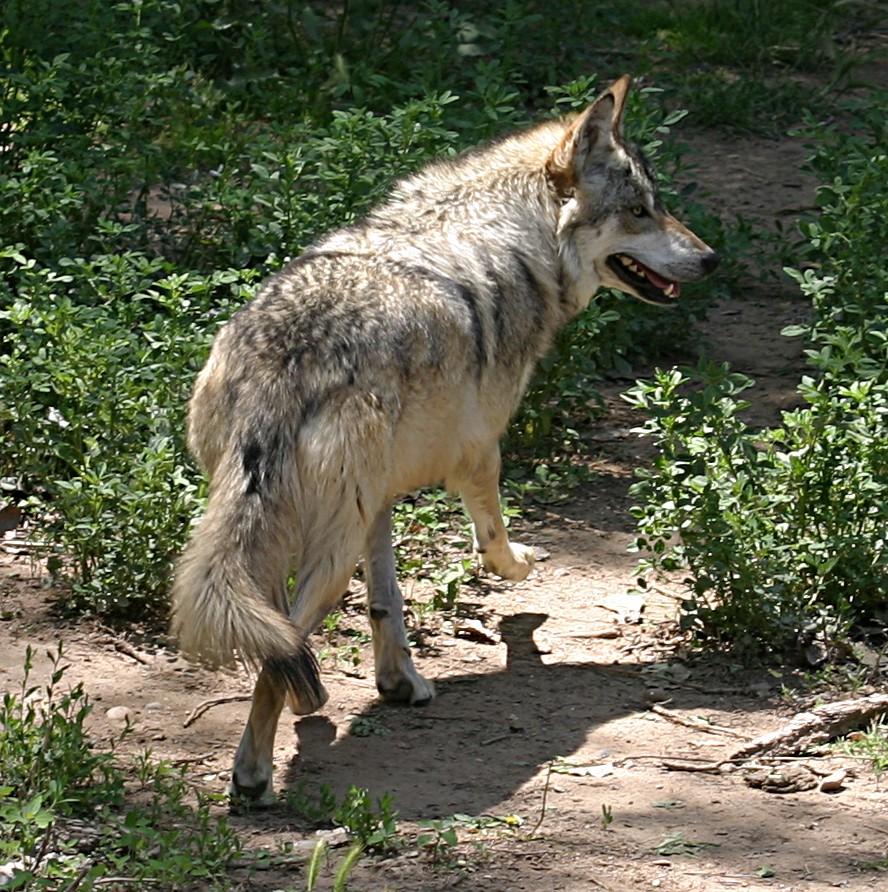 Mexican Wolf running.jpg