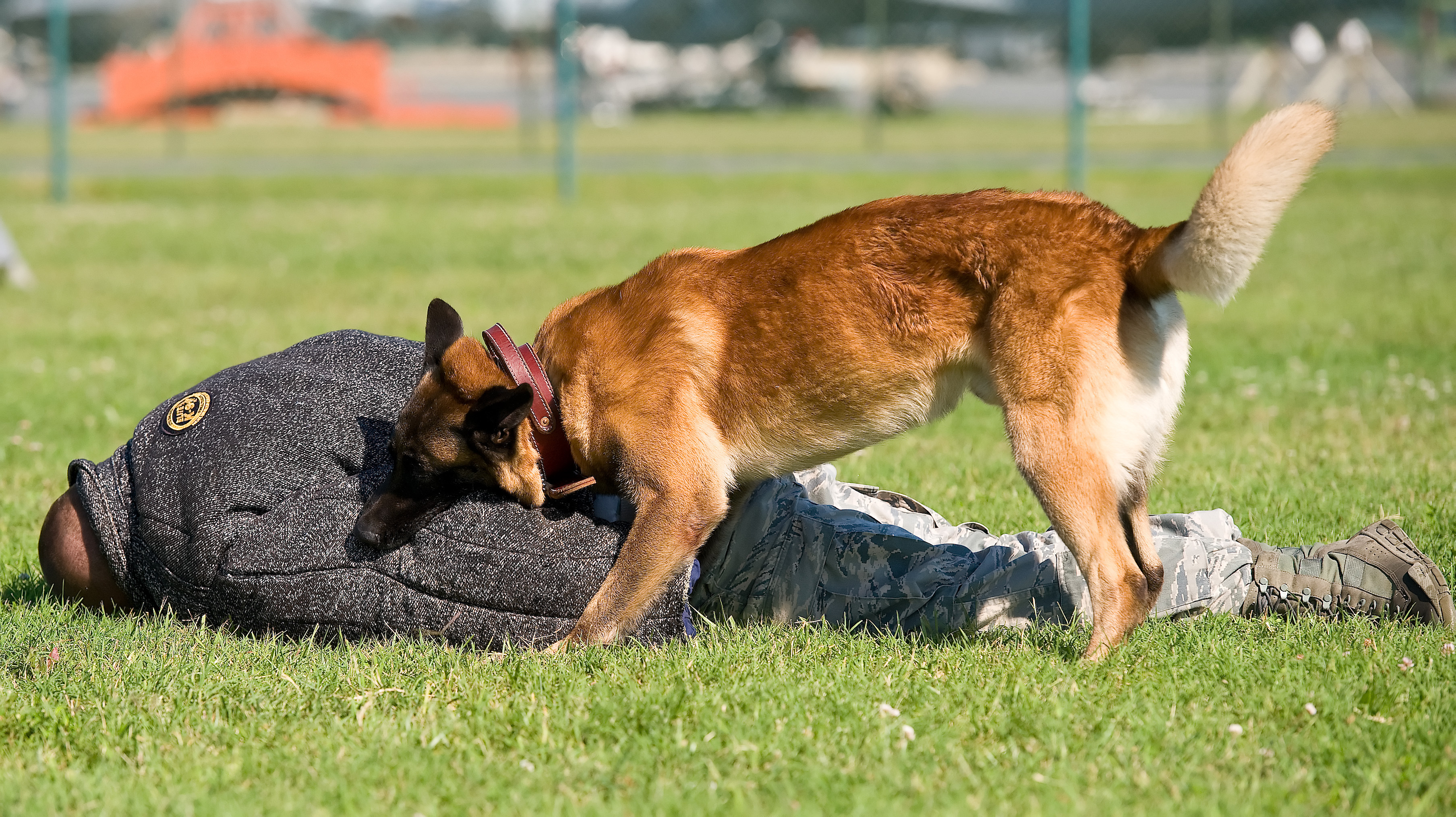 what are working dogs used for