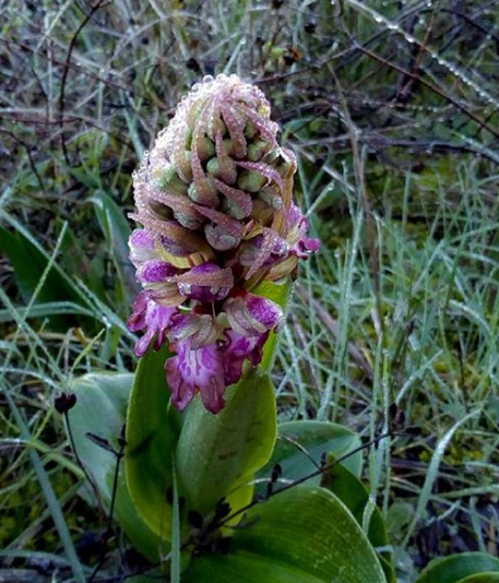 File:Orchidaceae Barlia robertiana.jpg