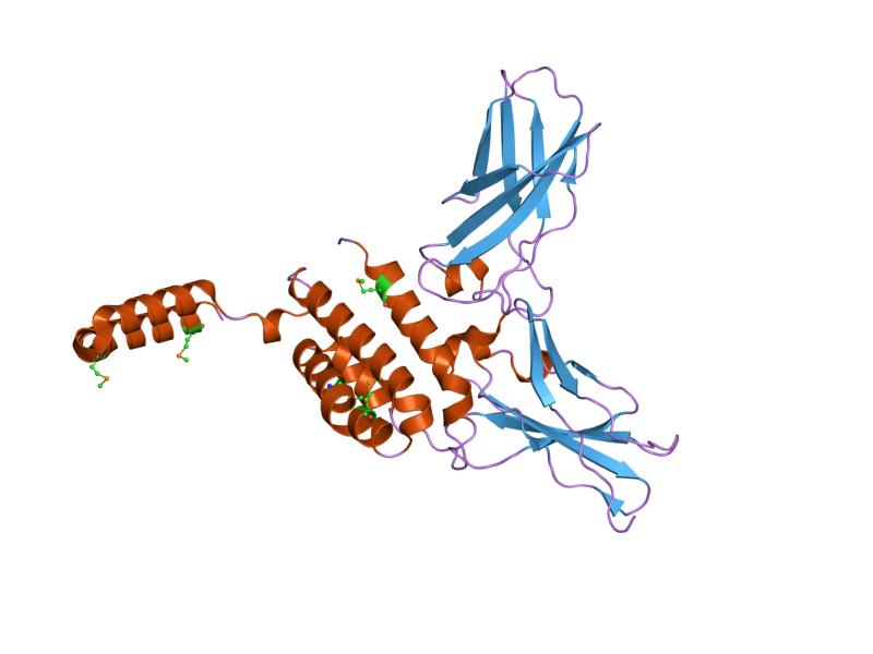 File:PDB 1y6n EBI.jpg