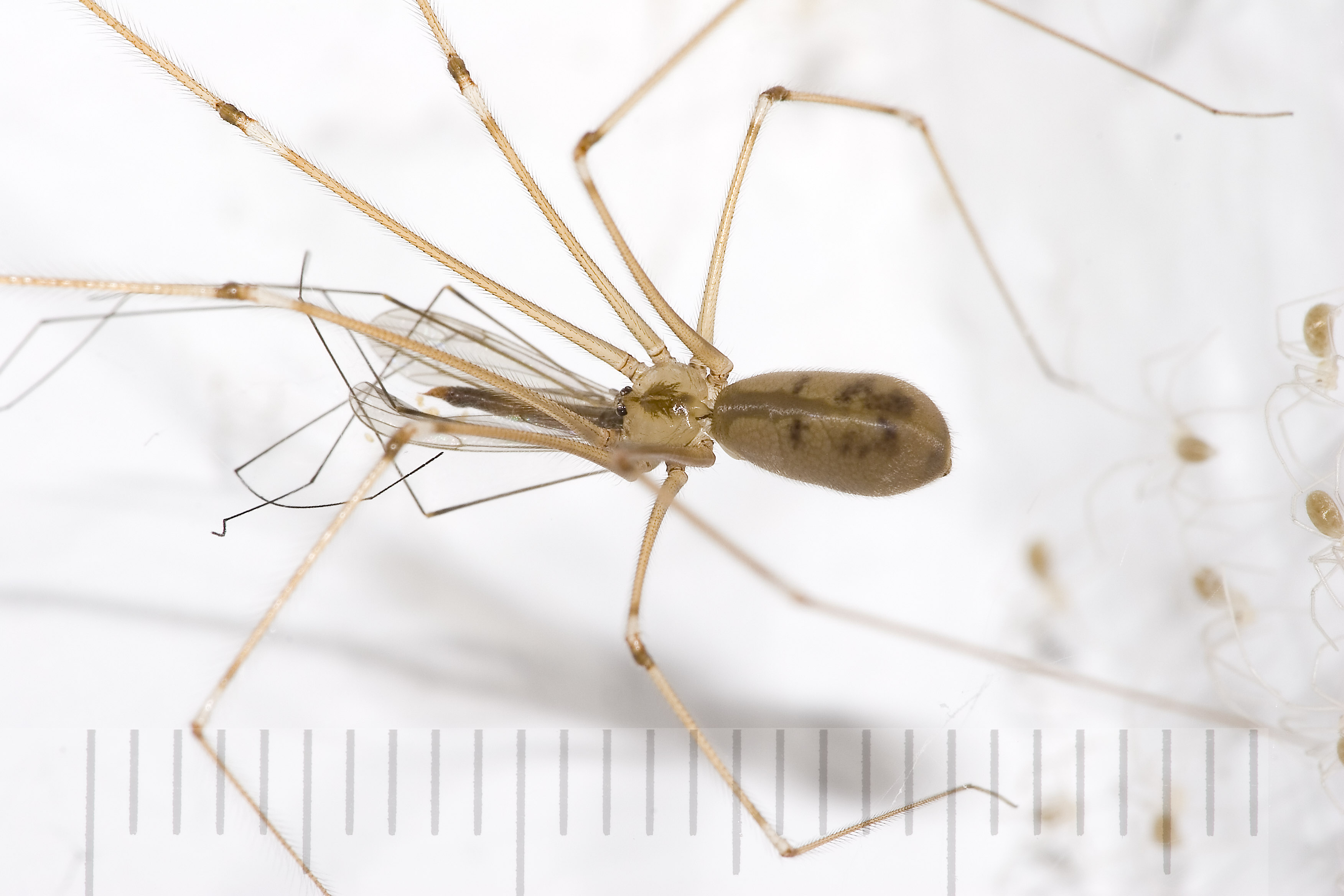 Cellar Spider Identification, Habits & Behavior