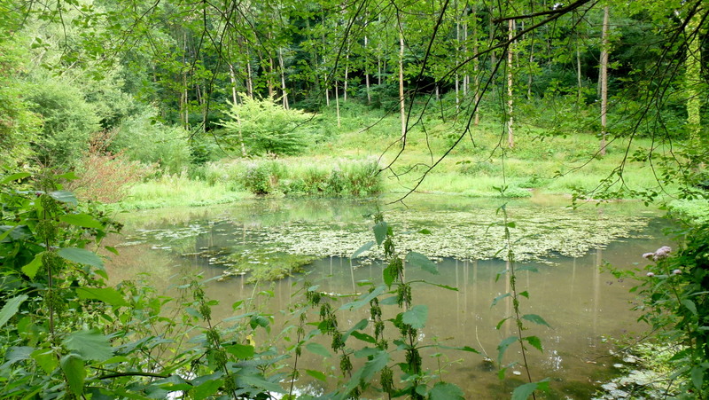 File:Pond in Grove Wood - geograph.org.uk - 4104686.jpg