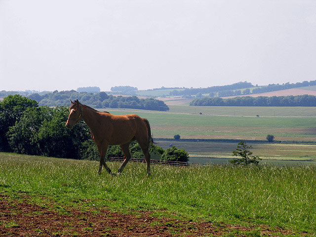 File:Race Horse Paddock on Farmland at Kingwood Stud - geograph.org.uk - 25902.jpg