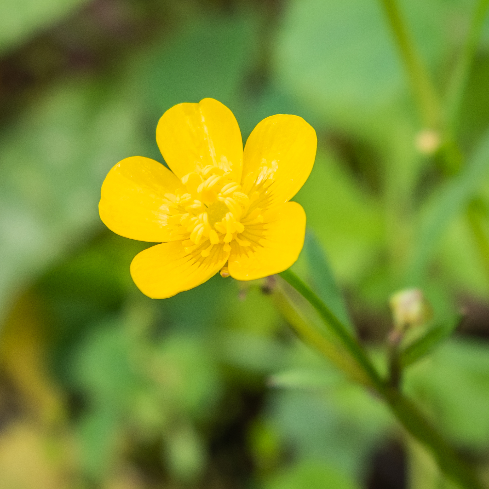 Ranunculus graminifolia