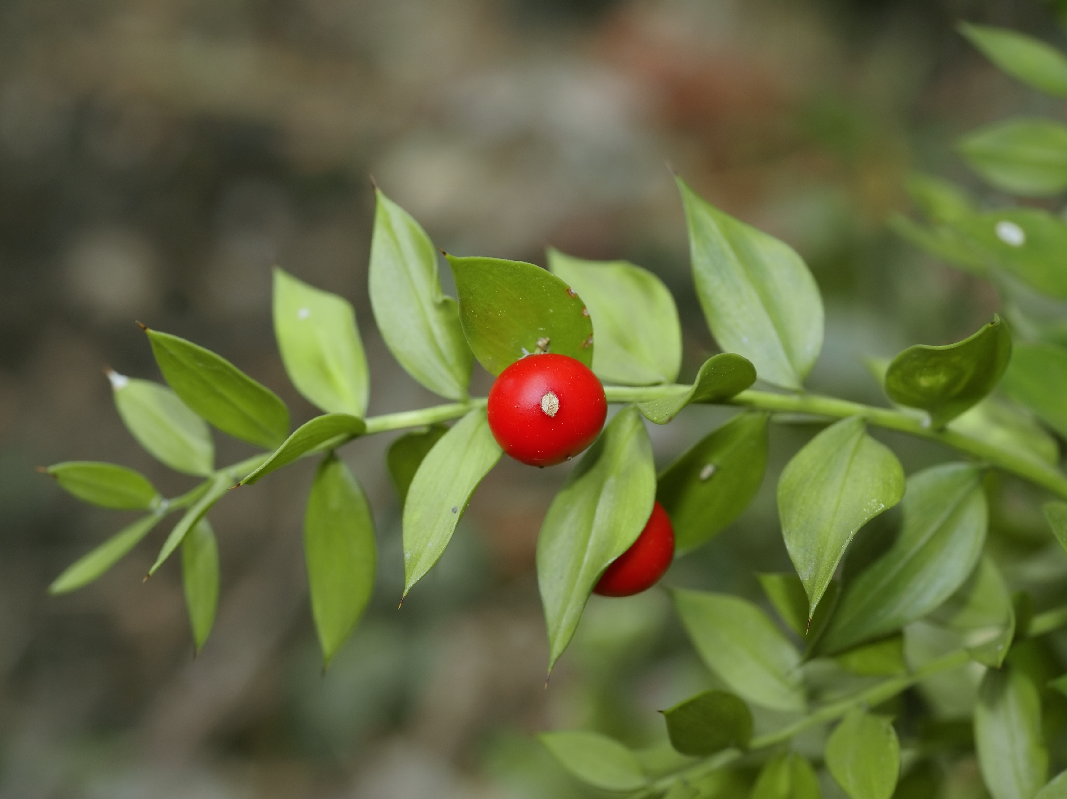 Fichier:Ruscus aculeatus.jpg — Wiktionnaire