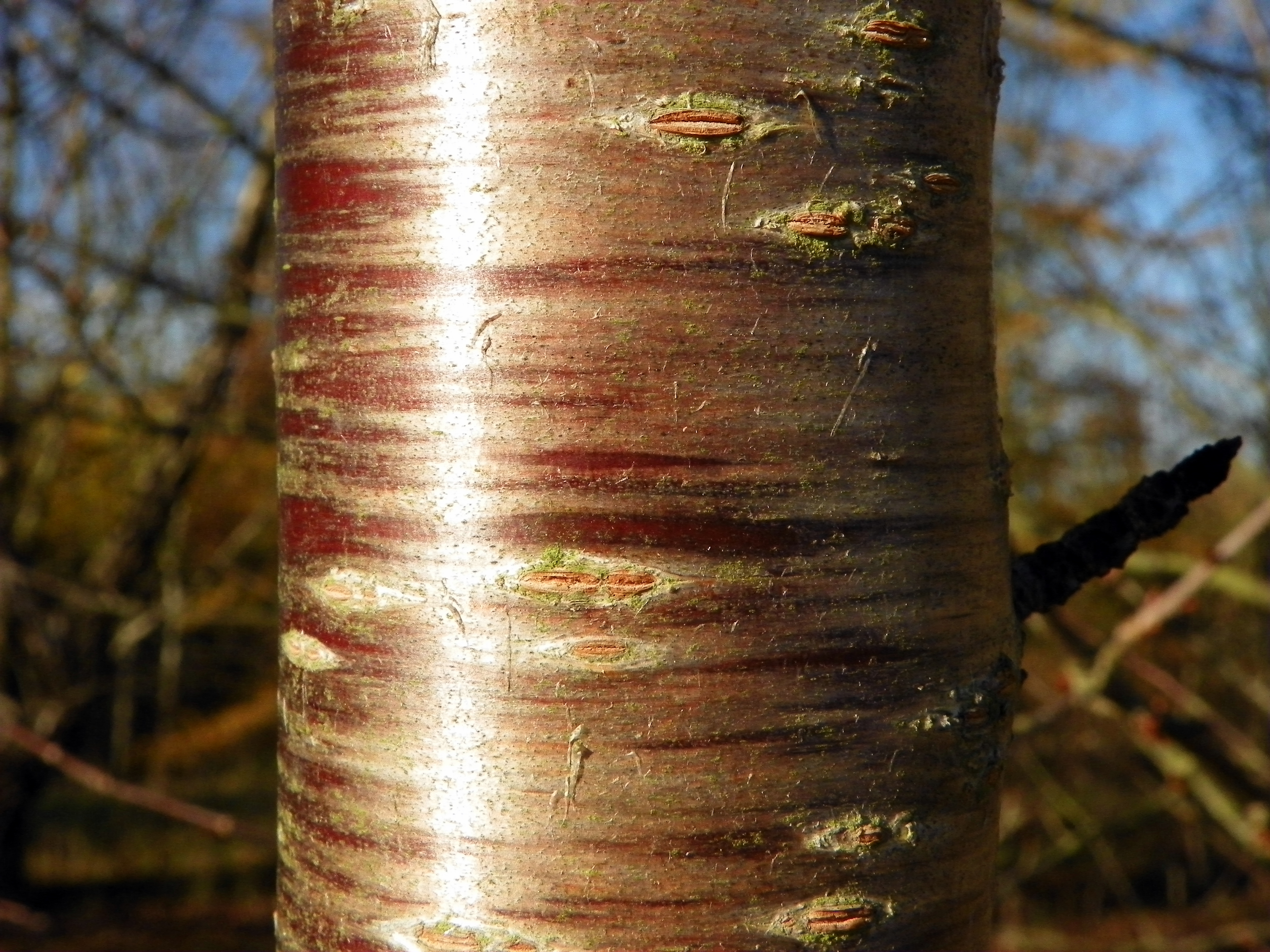 File:Birch twigs.jpg - Wikimedia Commons