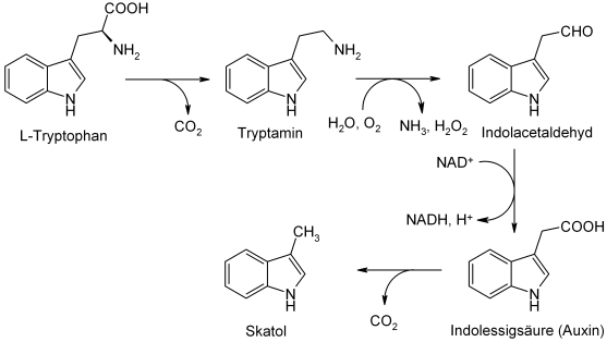 File:Skatol biosynthese.png