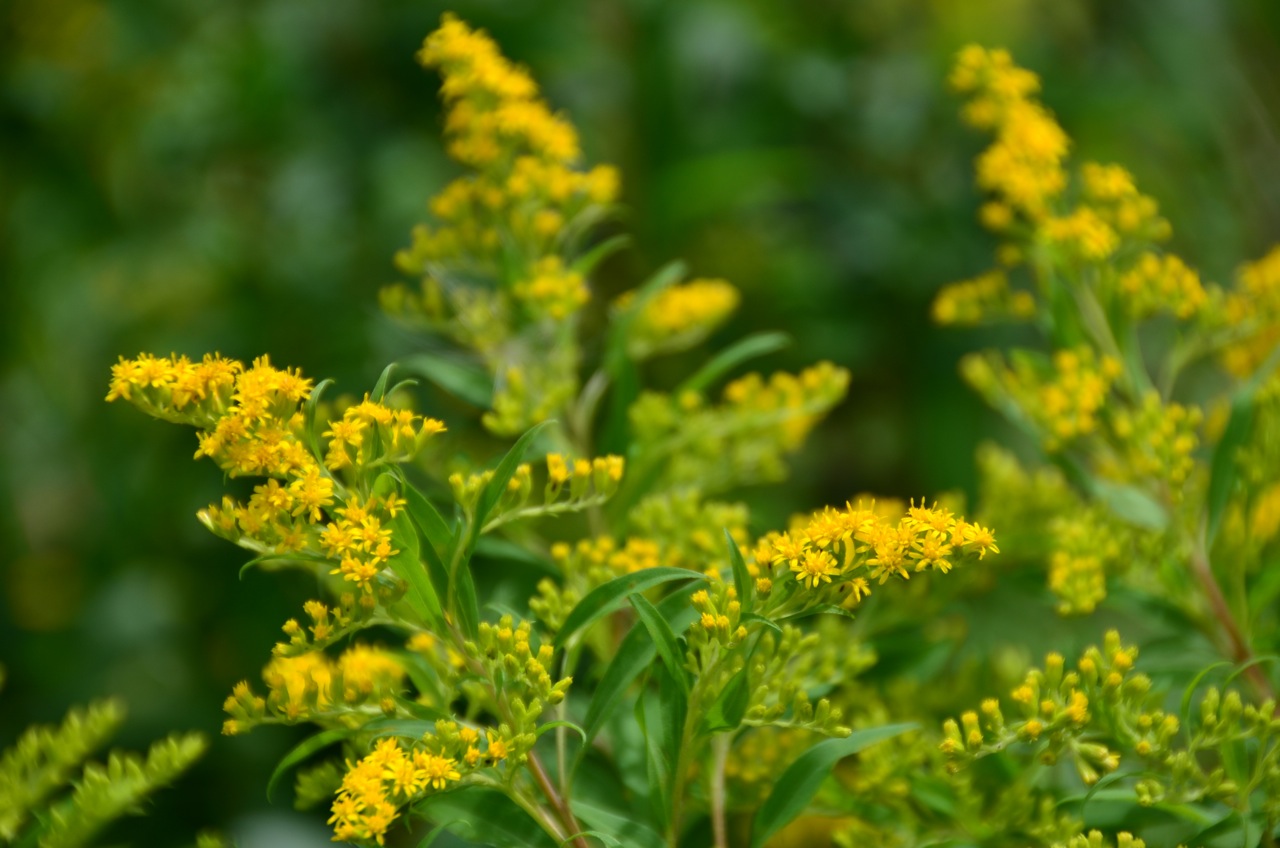 Solidago gigantea