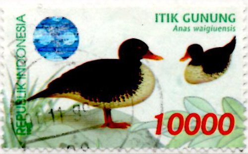 File:Stamp of Indonesia - 1998 - Colnect 254798 - Salvadori s Teal Anas waigiuensis.jpeg