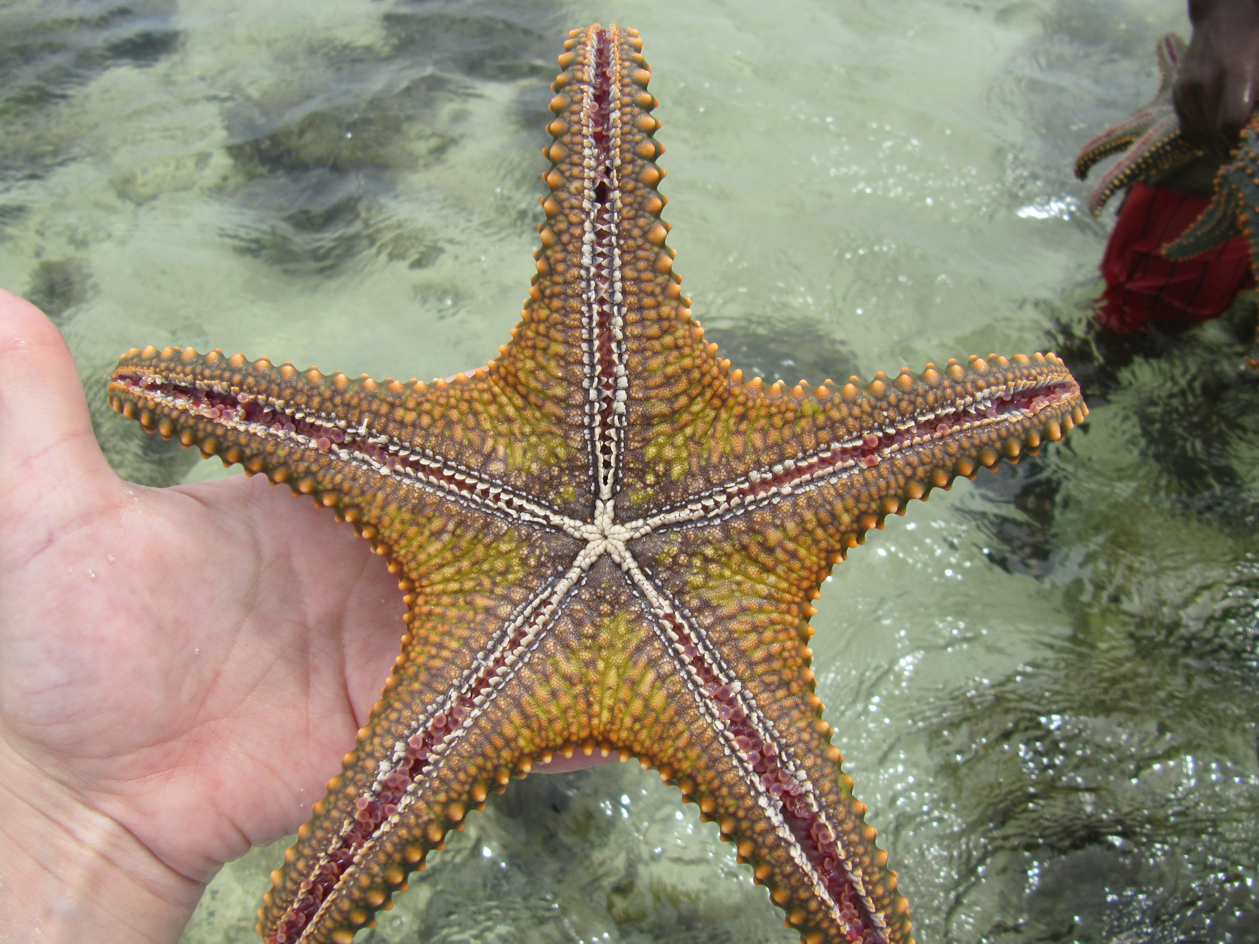 Cute Starfish pictures, Starfish images free, Starfish wallpapers, Starfish pictures to print