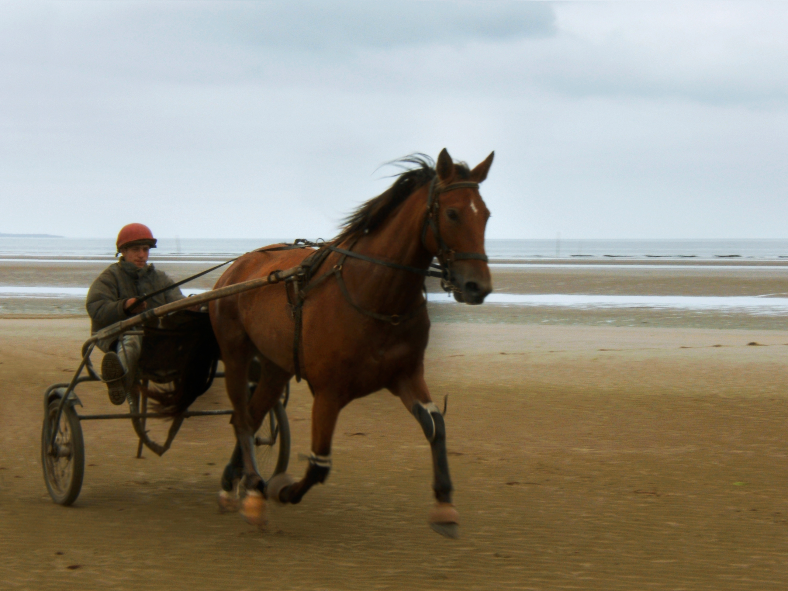 File:Sulky-Utah-Beach-50.jpg - Wikimedia Commons