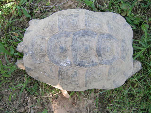 File:Testudo graeca 40 old 4 female.jpg