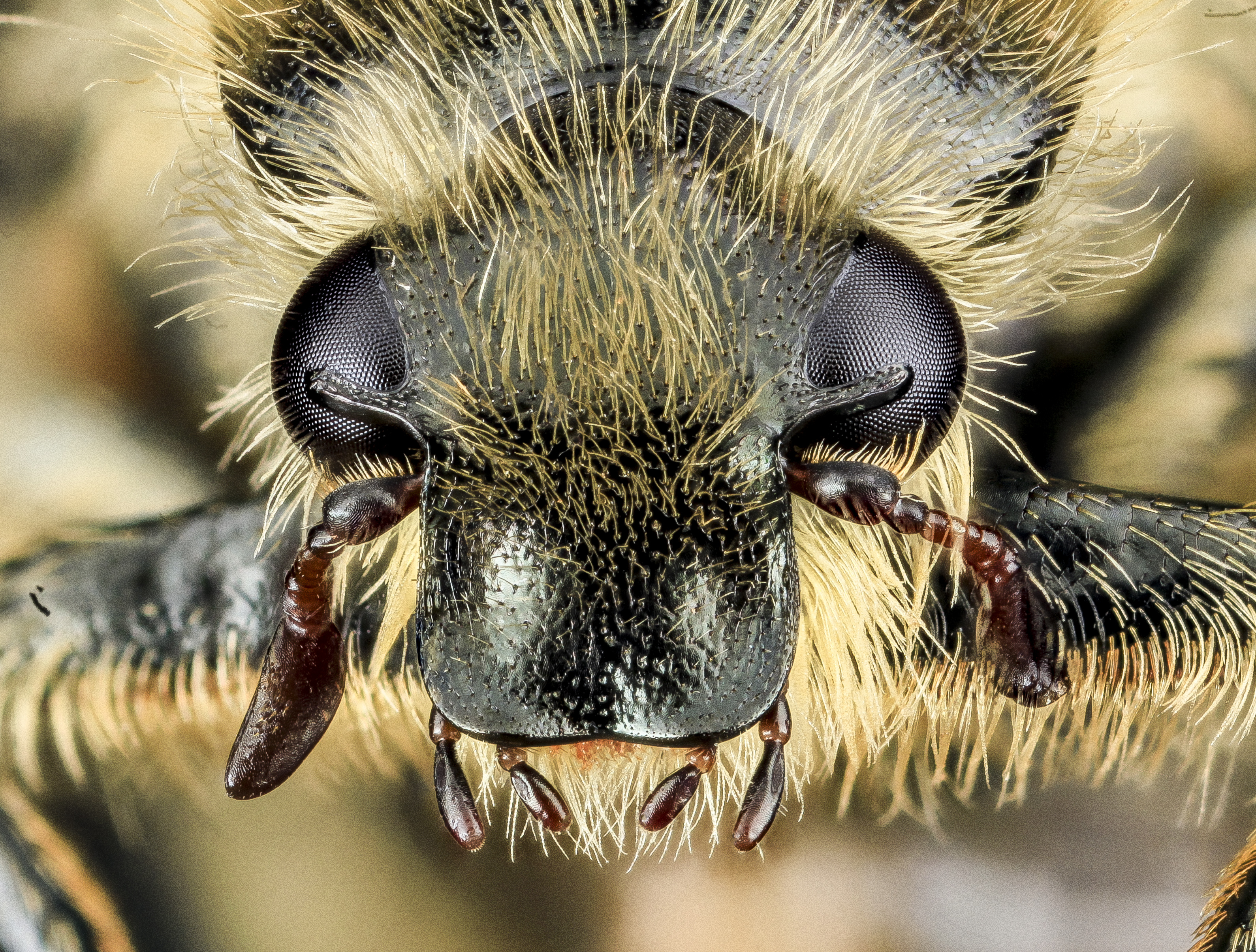 Какая голова пчел. Майский Жук жвала. Майскийжук под микросклпом. Майский Жук под микроскопом. Морда пчелы крупным планом.