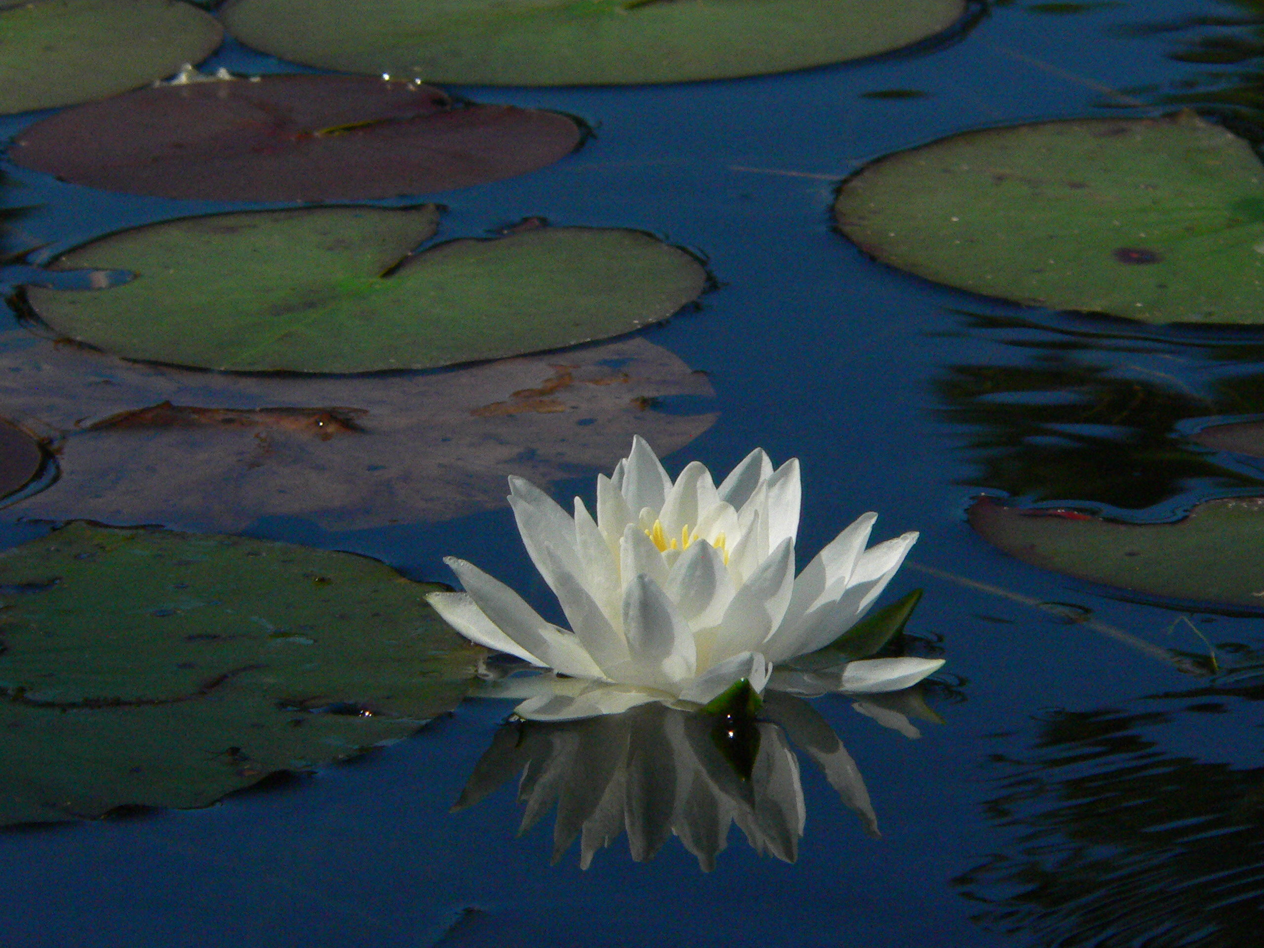 Nymphaea odorata