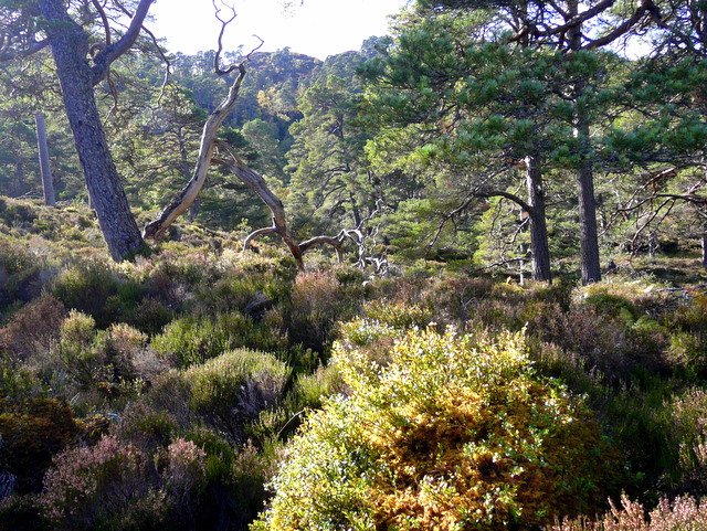 File:Woodland in Glen Strathfarrar. - geograph.org.uk - 1531619.jpg