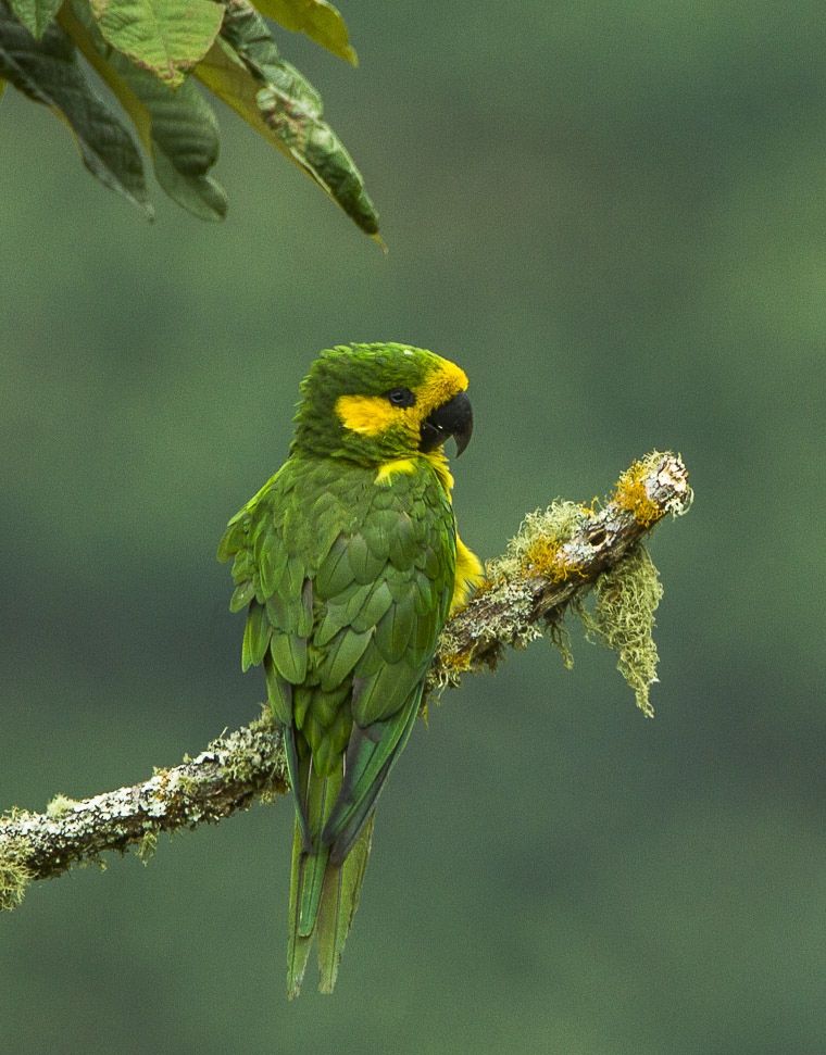 キミミインコ - Wikipedia