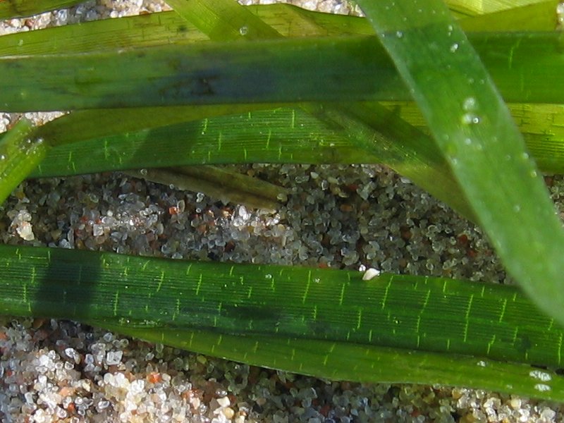 File:Zostera marina detail.jpeg