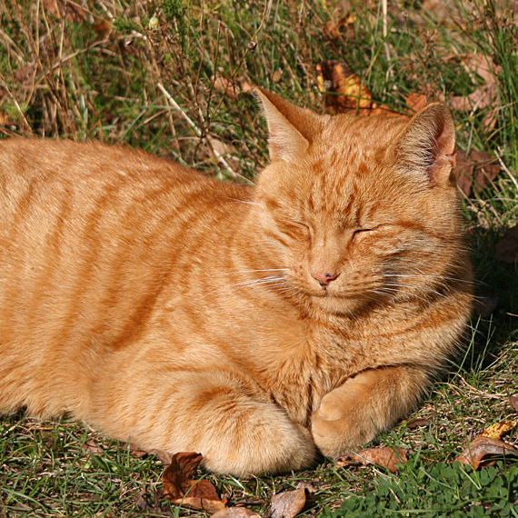 File:"Cathedral Mog", Louis the Wells Cathedral cat, October 23 2007 (cropped).jpg