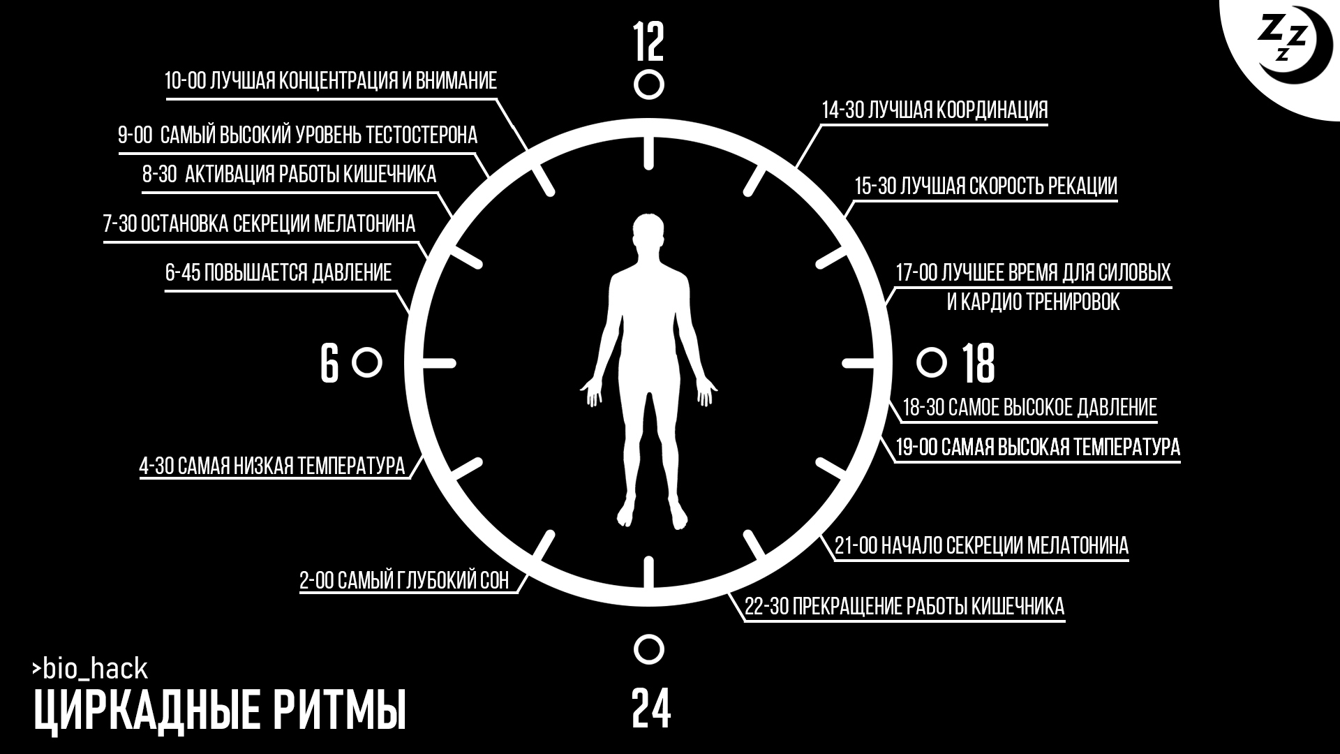 Схема циркадного ритма человека биологические часы и примерный суточный ритм органов