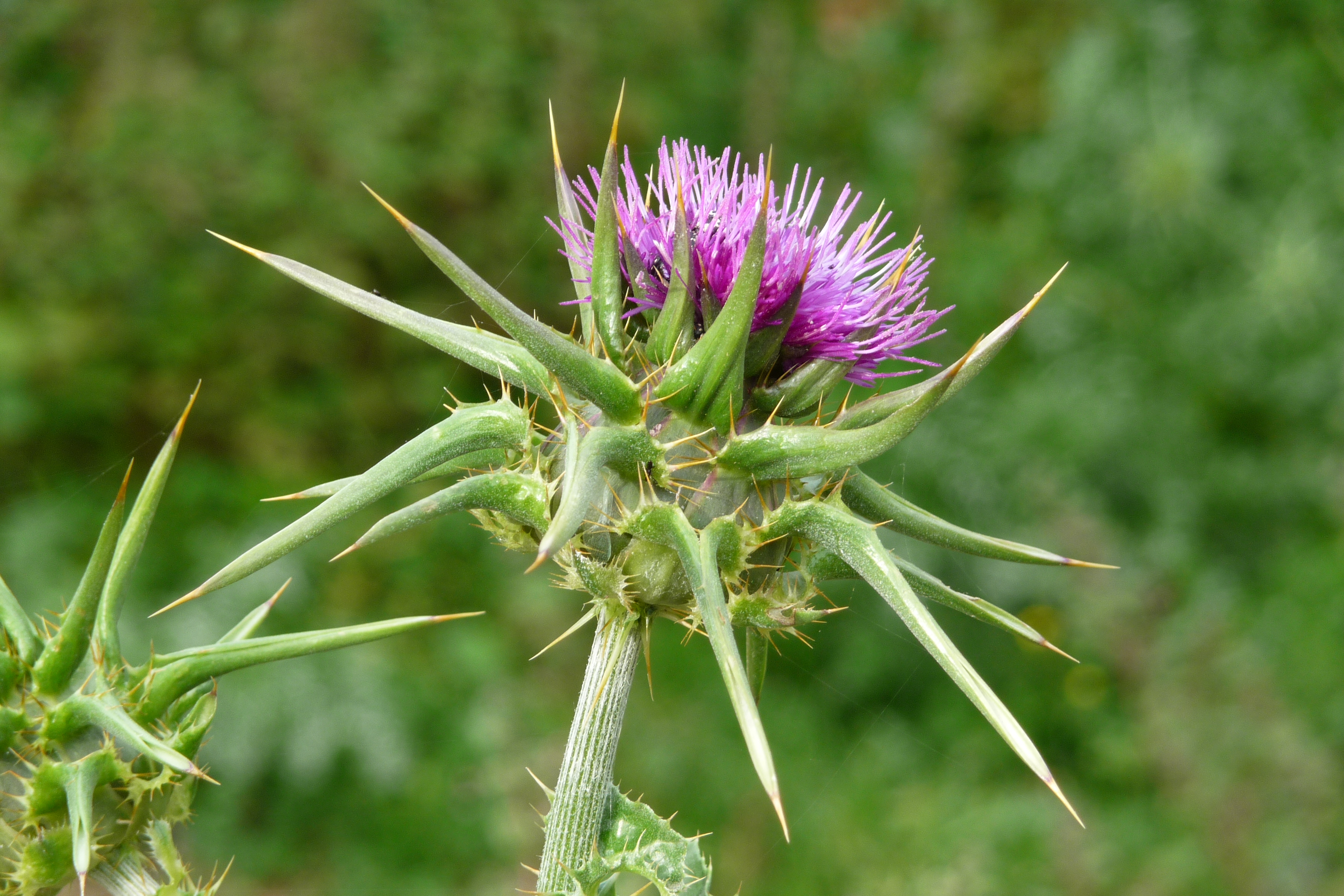 Silybum marianum - Wikipedia, la enciclopedia libre