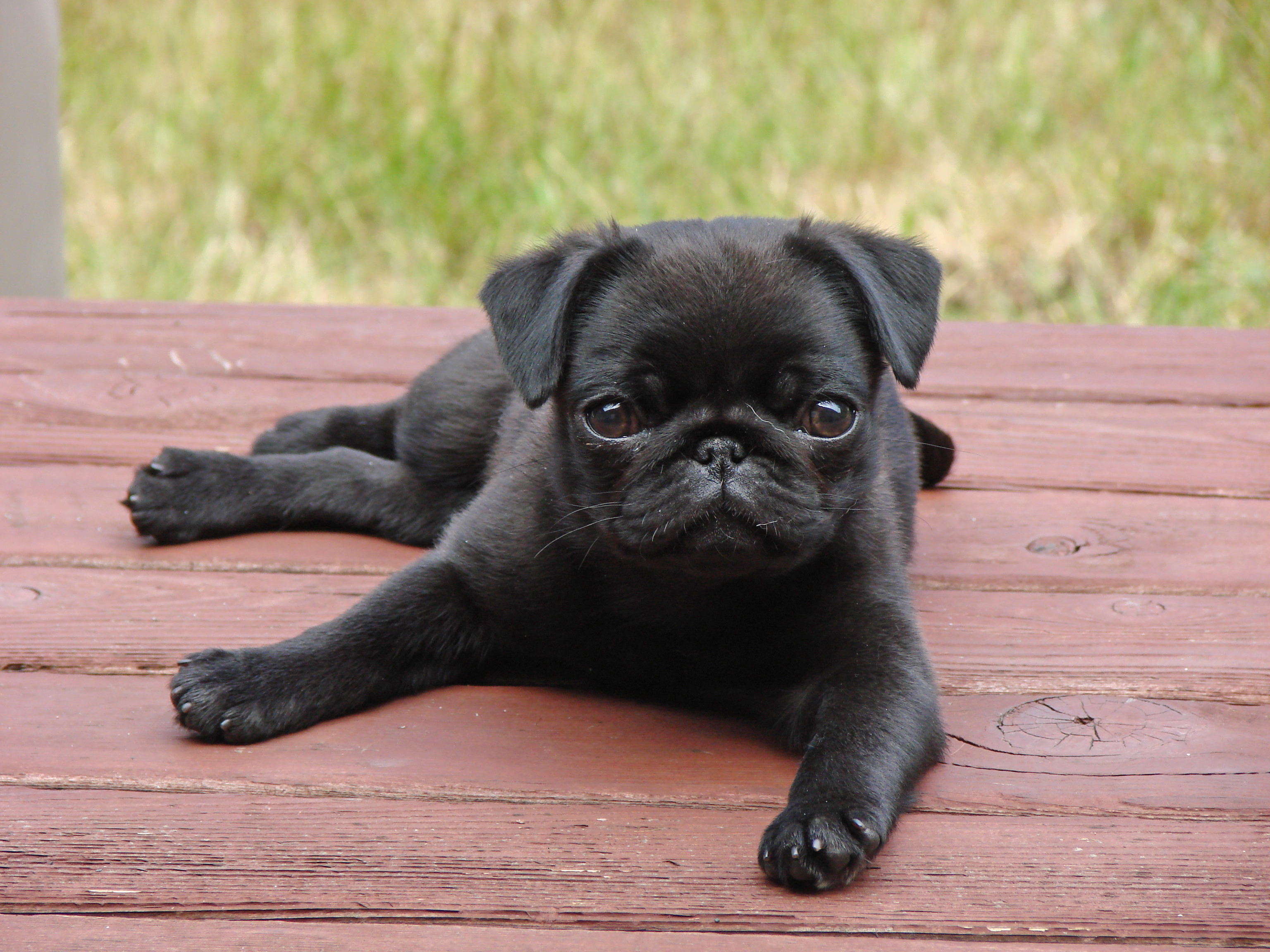 FileAlert Pug Puppy.jpg Wikimedia Commons