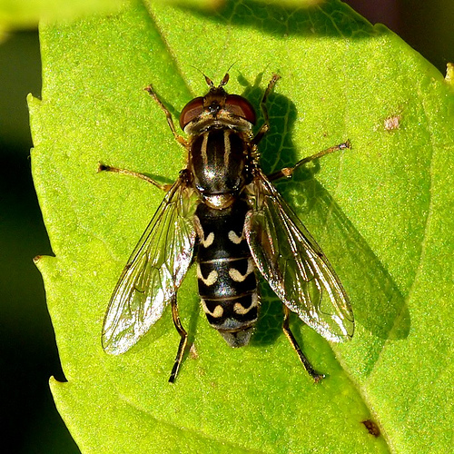 Anasimyia contracta