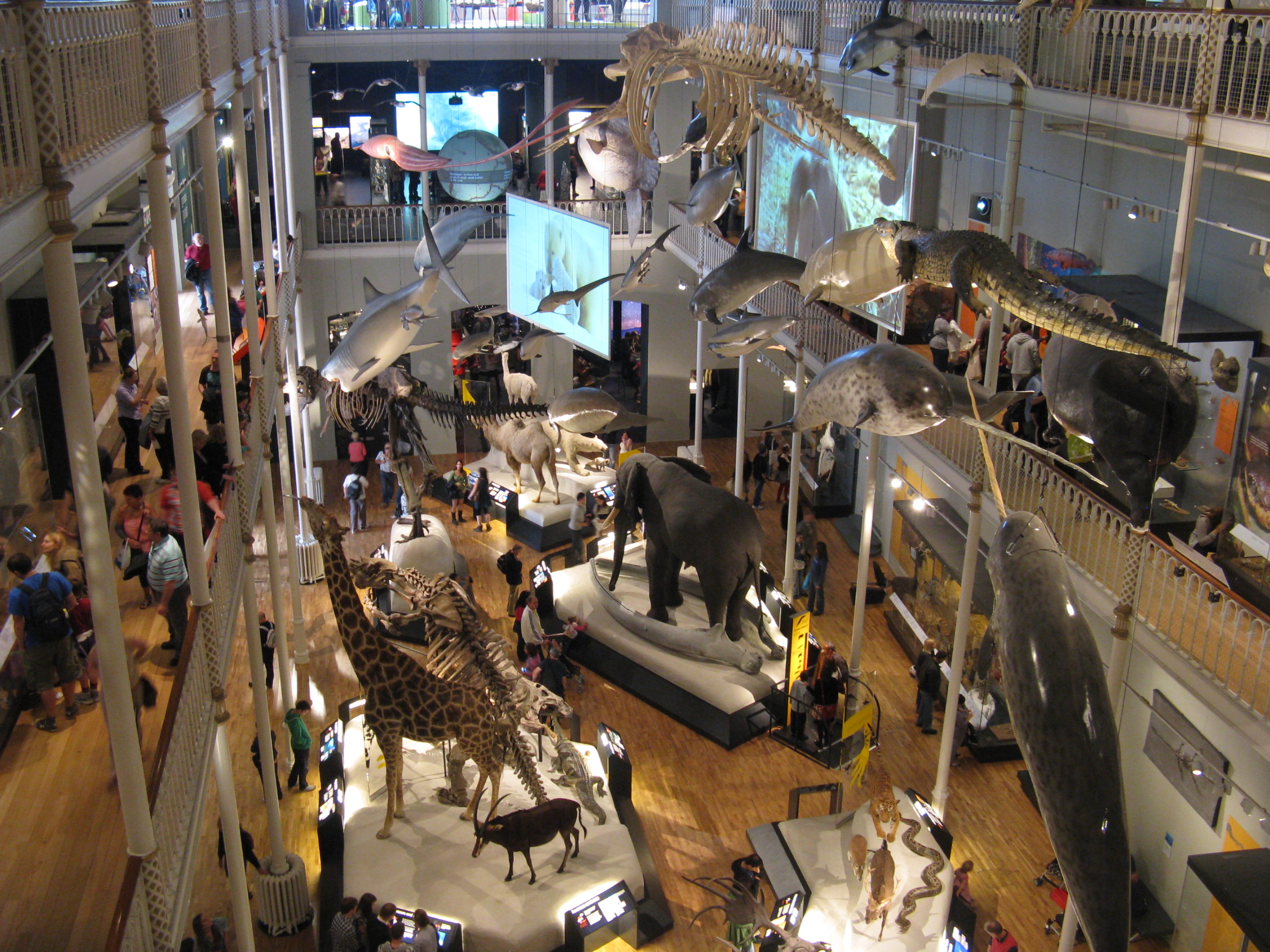 File:Animal World at the National Museum of Scotland  -   - Wikimedia Commons