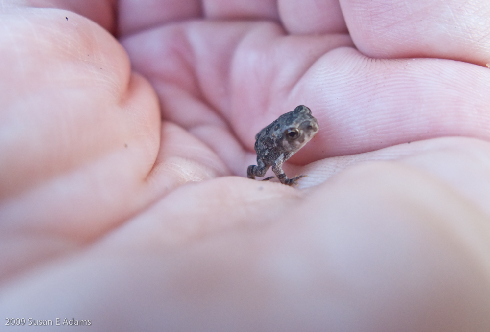 File:The very Small Frog.jpg - Wikimedia Commons
