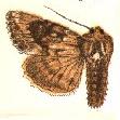 <i>Apamea centralis</i> Species of moth