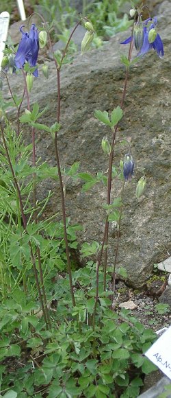 File:Aquilegia vulgaris (mw).jpg