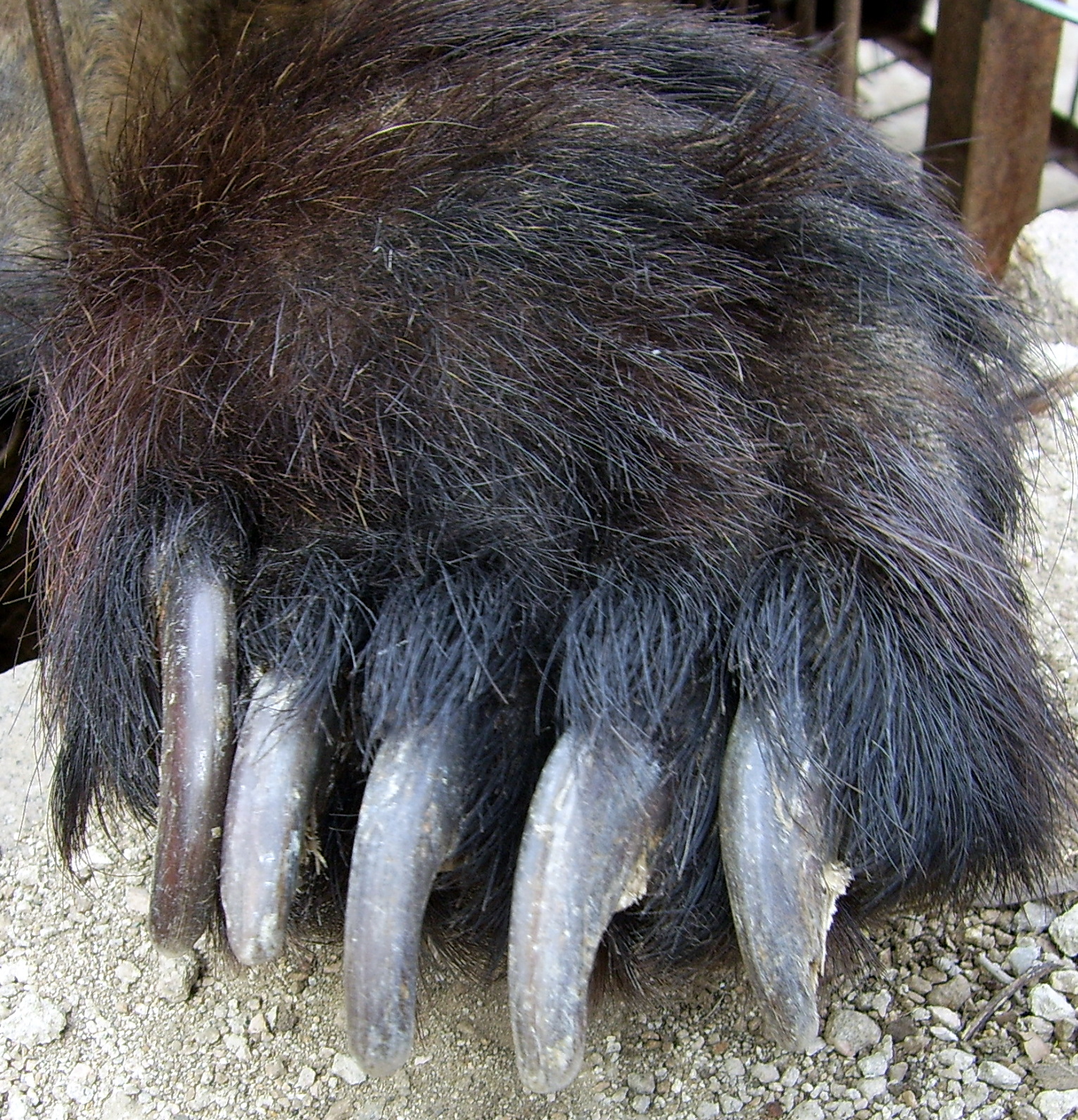 black bear claws