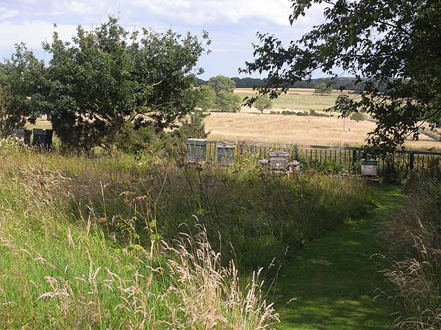 File:Beehives at Bide-a-Wee Cottage Gardens - geograph.org.uk - 1431319.jpg