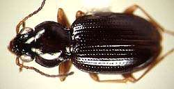 <i>Bembidion praticola</i> species of insect