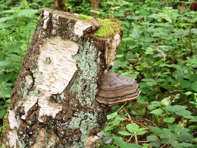 File:Birch with Fungus - geograph.org.uk - 464428.jpg