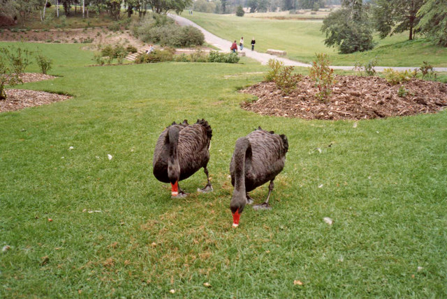 File:Black swans grazing at Leeds Castle, Kent - geograph.org.uk - 678494.jpg