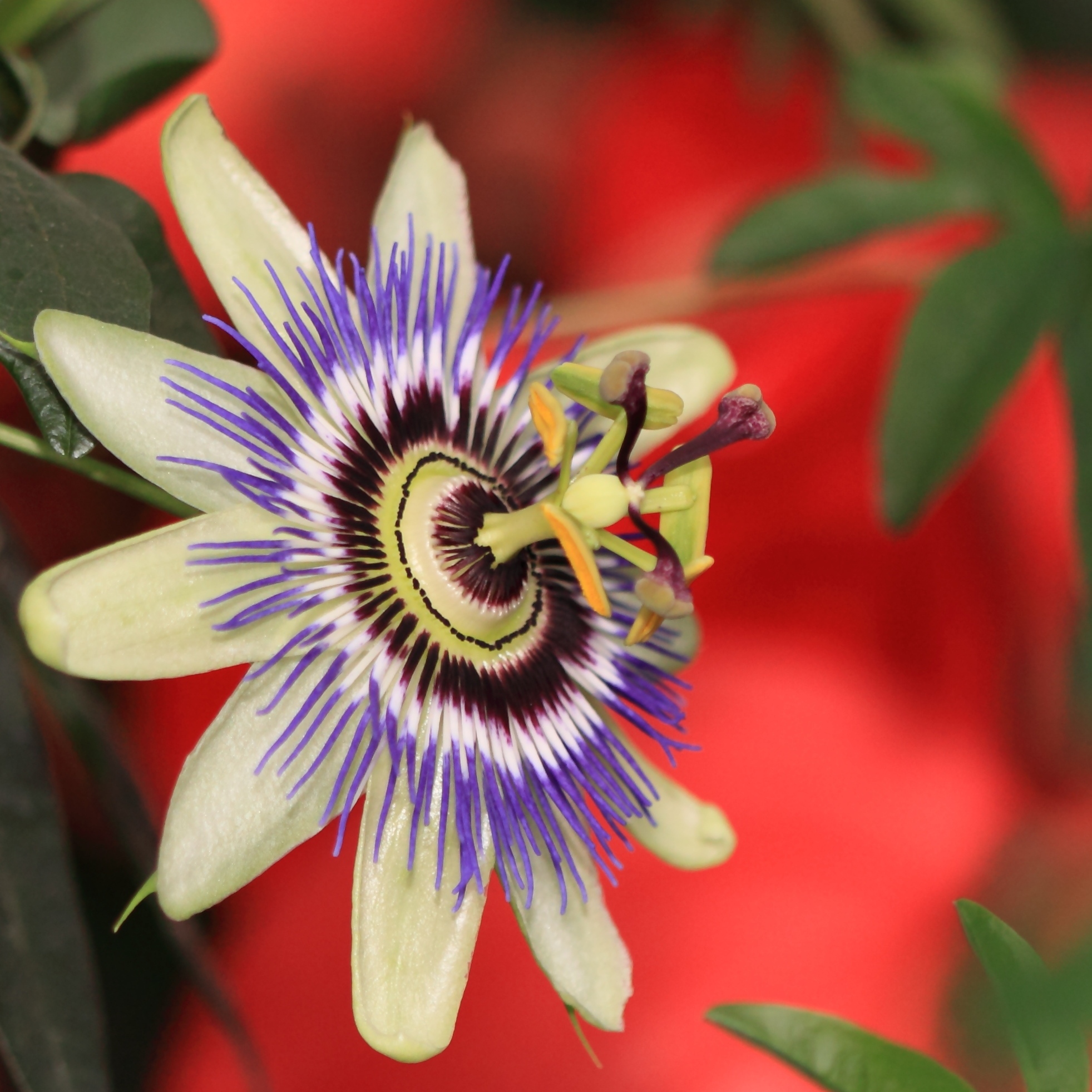 File Blue Passion Flower Passiflora Caerulea Jpg Wikimedia Commons