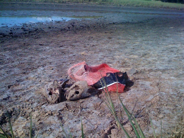 File:Bolsas de plastico con cabezas de pescado = trampas para cazar cangrejos.JPG