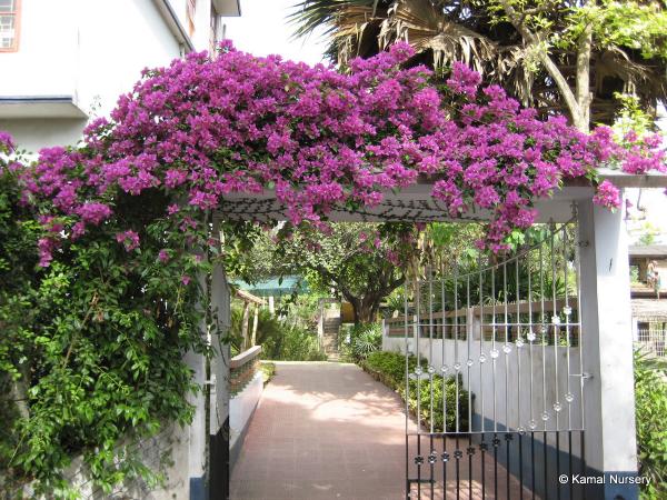 File:Bougainvillea at KN.jpg