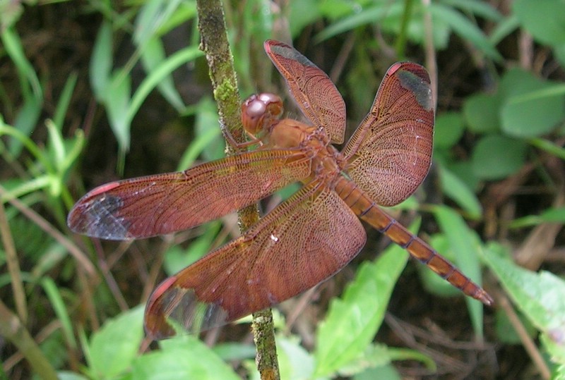 File:Brown dragonfly.jpg