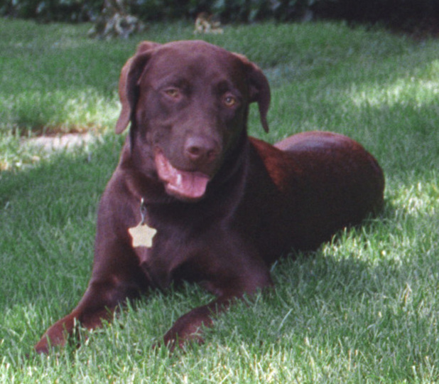 File:Buddy the Dog Sitting on the South Lawn at the White House- 06-16-1998 (6461533883).jpg